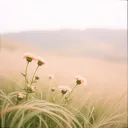 Only Her Name in the Wind