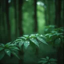 In the Heart of the Woods