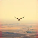 This Land We Love
