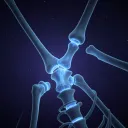Sistema articular 4.