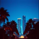 Palm Trees & 808s
