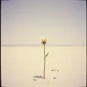 Without You