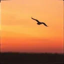 Fly