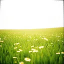Summer Breeze