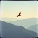 Fly Away