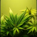 Legalize Dub