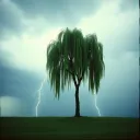 The Willow
