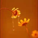蜂蜜一样的你  (“You, Like Honey”)