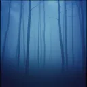 Shadow Follows Me