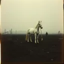 Pale Sovereign Rider