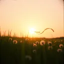 Like the wind