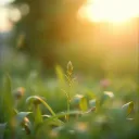 Mustard Seed Hope