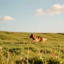 Bailey On The Backroad
