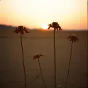 When Hope Inside Dies