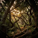 Light Through the Shadows