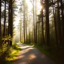 Walk with you