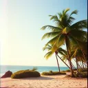 Tropical version