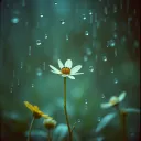 Little Boy Blue and the Rainy Day