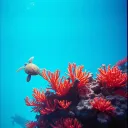 Islands of Wild Dreams