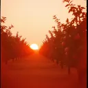 Peaches