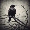 Shadow's revenge 