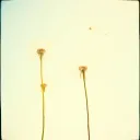 Dandelion Wishes