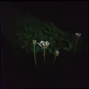 Bloom in the dark