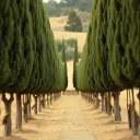Cypress Roots & Gold Rings