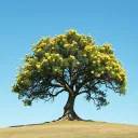 Roots
