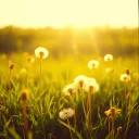 Dandelion Wishes
