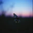 Edge of Night