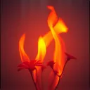 Explosion of Grace