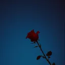 Donna Romantica