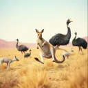 Kangaroo Dreams
