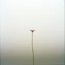 Faint Bloom