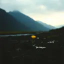 You see the flower