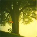 In His Shadow