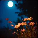 Midnight Desire
