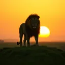 Wake Up Africa”