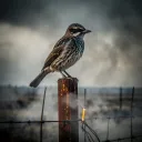 Mockingbird Grudge