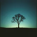 Shadows In The Light