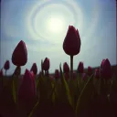 Tip toe Tulips