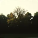 Stingy Tree