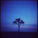 Senja Tanpa Cinta