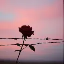 Barbed Wire Promises