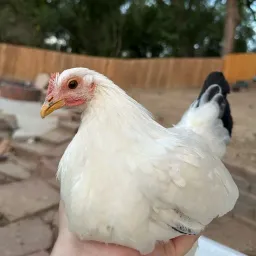 Farmboyhenry