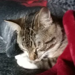 immabeast001