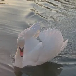 outofjoy