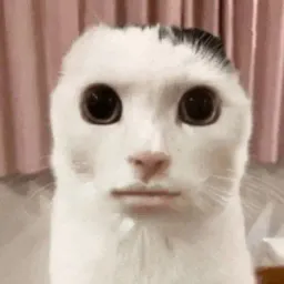 Kitty_Kat_ONYX1A
