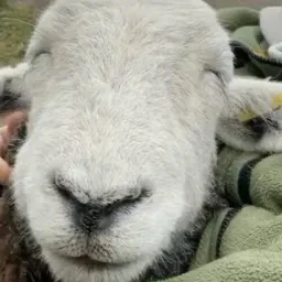 Sheep_Lover